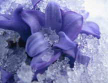 Ice on a beautiful purple flower - HD wallpaper