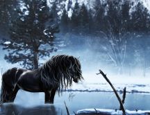 Beautiful horse in a frozen lake - Winter season