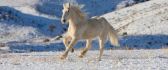 Free horse in the nature - White wallpaper