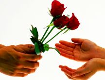 Three lovely red roses - I love you Valentines Day