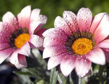 Big water drops on the flowers in the morning -Macro picture