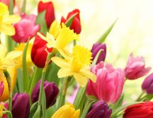 Colorful wallpaper - Wonderful spring flowers
