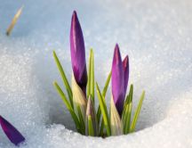 Purple flowers under the snow - Macro HD wallpaper