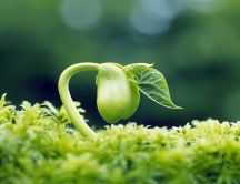 Macro wonderful germinated pea - HD green wallpaper