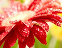 Macro water drops on a wonderful red flower