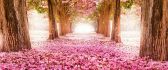 Wonderful pink path under the blossom trees - Spring season