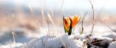 Wonderful orange tulips under the snow - HD wallpaper