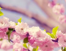Cherry blossom tree - Macro spring flowers