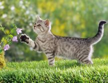 Little tiger cat play with flowers - HD spring wallpaper