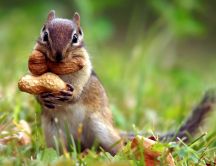 Funny little squirrel with almonds - HD animal wallpaper