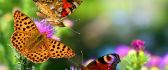Golden butterflies in the colourful nature - HD wallpaper