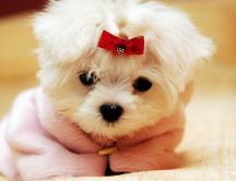 Sweet little white dog with a red ribbon - Animal wallpaper
