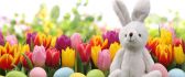 Fluffy rabbit in the garden full with colored tulips
