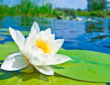Wonderful white water lily on the lake - HD wallpaper