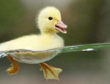 Baby duck swim in the lake - HD sweet little animal