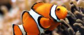 Macro wonderful wallpaper - Orange fish under the water