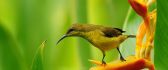 Magic nature - Little bird on a flower - HD wallpaper