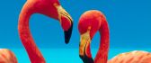 Beautiful two lovely flamingo - HD orange birds wallpaper