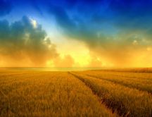 Golden wheat field and a beautiful summer sky