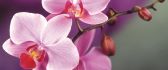 Macro wallpaper - Beautiful pink Orchid flower