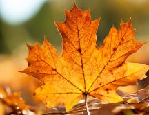 Wonderful Autumn leaf - Macro HD wallpaper