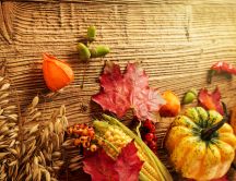 Wheat corn and pumpkin - Autumn fruits