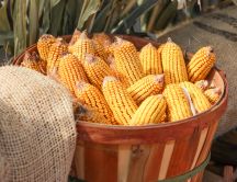 Basket full with golden corn - HD nature wallpaper