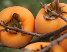 Orange Kaki fruit - Delicious and full with vitamins- Autumn