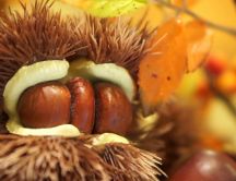 Triple chestnuts in one house - Macro Autumn fruit