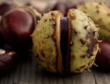 Macro Chestnut wallpaper - The Autumn delicious fruit