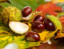 Chestnuts on the Autumn leaves in the forest