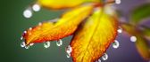 Macro wallpaper - Big water drops on a leaf - Autumn season