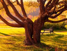 Amazing twin tree in the park - Beautiful Autumn season