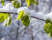 Macro nature wallpaper - Snow over the trees