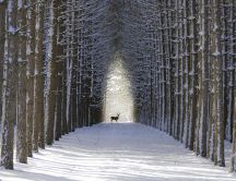 Wild deer on a path in the forest - Winter snow