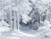 White snow in the forest - Wonderful winter season