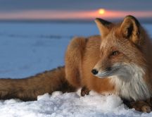 Red fox sit on the snow - Professional photo