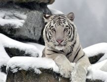 Wild white tiger on a rock - Professional photo