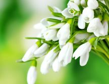 Spring season flowers - Bouquet of snowdrops