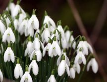 Amazing Spring flowers - White snowdrops in a bouquet