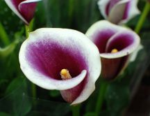 Purple and white pot flower - Beautiful spring season
