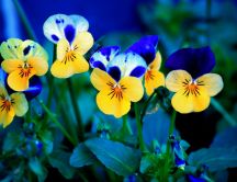 Yellow and blue spring flowers in the garden - HD wallpaper