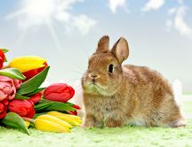 Fluffy rabbit and wonderful bouquet of tulips -Spring season