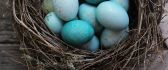 Wonderful blue Easter eggs in a bird nest - Happy Holiday