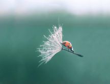 Funny wallpaper - Ladybug flying on a dandelion flower
