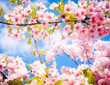 Wonderful cherry tree blossom flowers -Spring season perfume