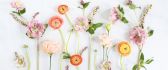Simple flowers on the wall - HD spring wallpaper