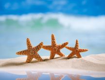 Happy three starfish on the beach - Perfect summer holiday