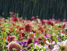Garden full with flowers - Summer rain wallpaper