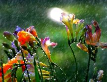 Macro water drops on the flowers - Hot summer rain